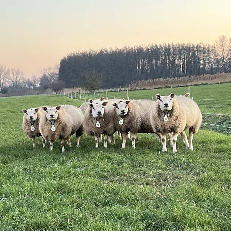 Paard, schaap en geit